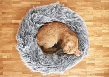 5 Stages of Cat-Centered Design